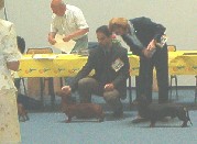 Dortmund world dog show, Gold b�r�lata